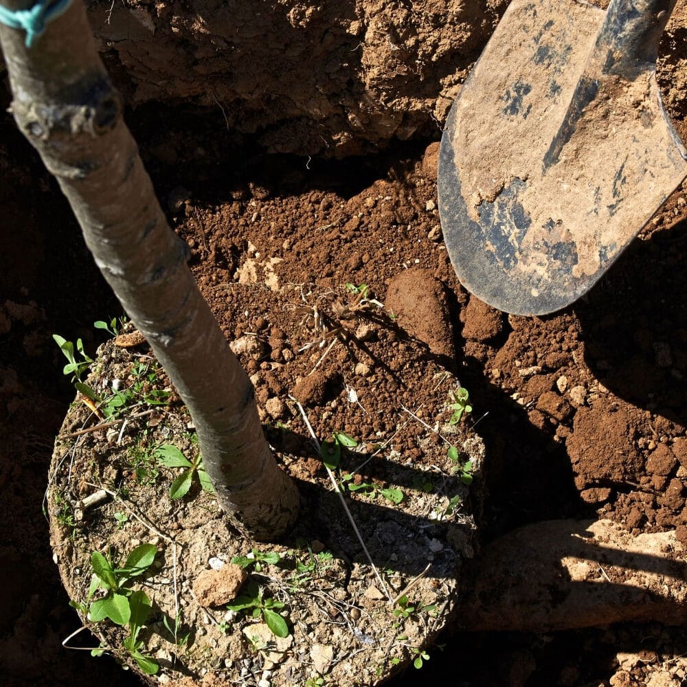 Trees for Sale in Frisco, Texas