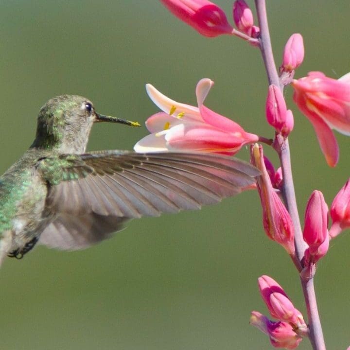 Frisco, TX Cacti and Yucca