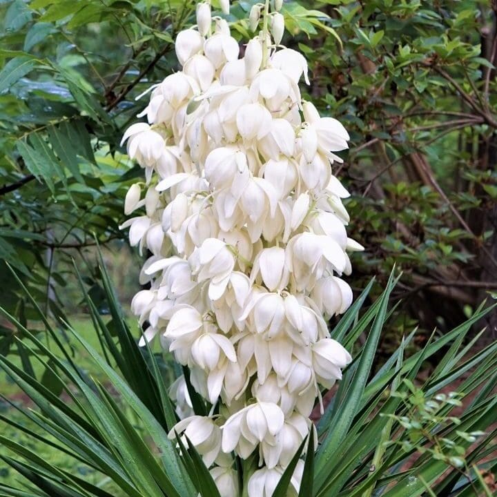 Frisco, TX Cacti and Yucca
